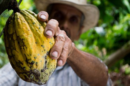 A farmer's hand holding a ripe cacao pod during the harvest season in a lush plantation.